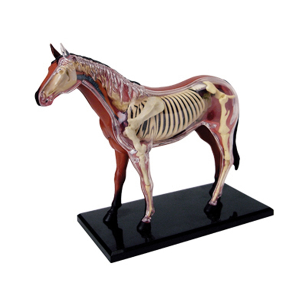 Model anatomi Organ hewan main - Science Toys Diy ulasan dan harga