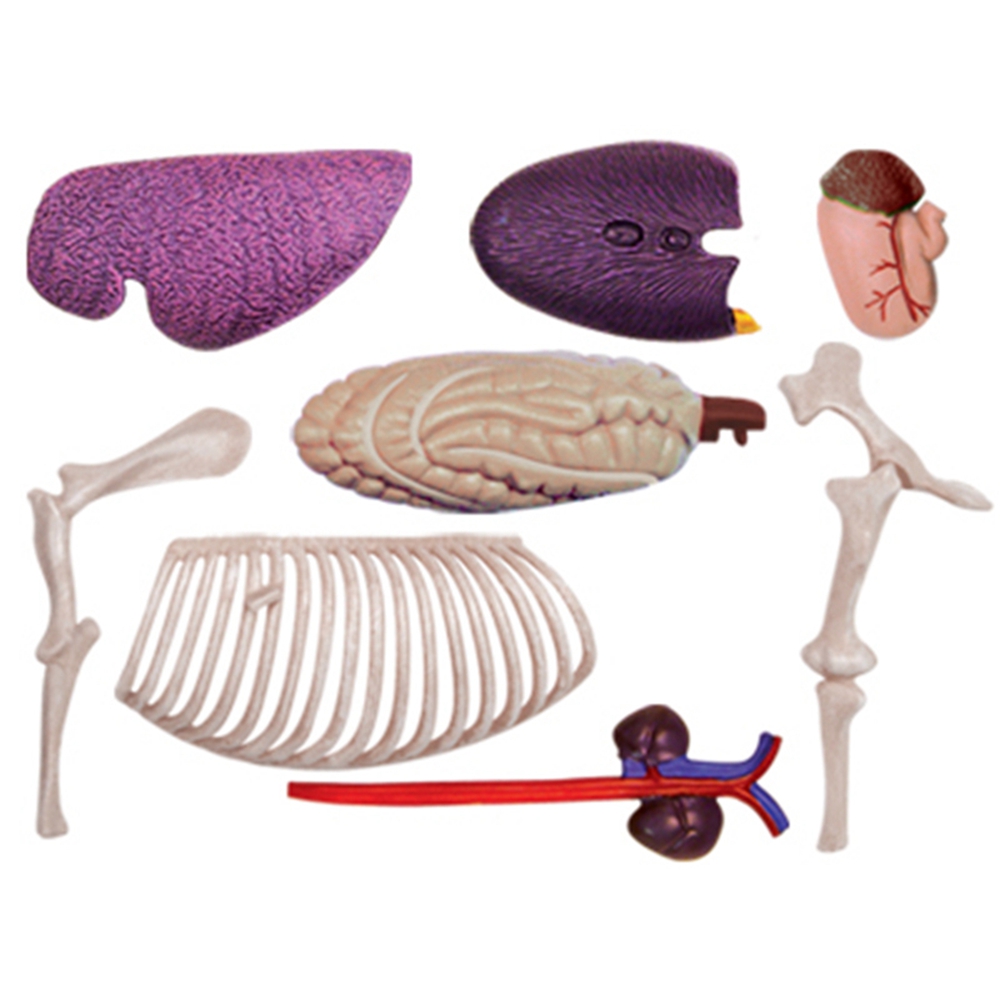Model anatomi Organ hewan main - Science Toys Diy ulasan dan harga